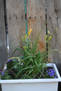 a yellow daylily and some lobelia 