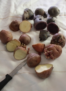 seed potatoes